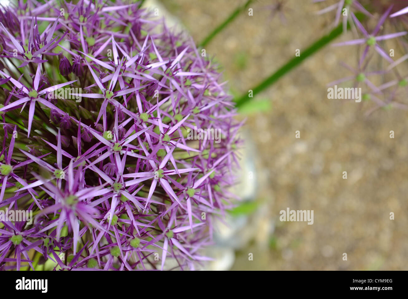 Allium cristophii étoile de Perse - Close up detail de fleurs Banque D'Images