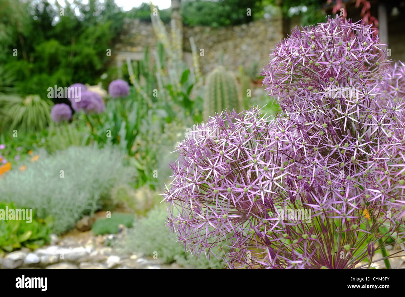 Allium cristophii étoile de Perse - Close up detail de fleurs Banque D'Images