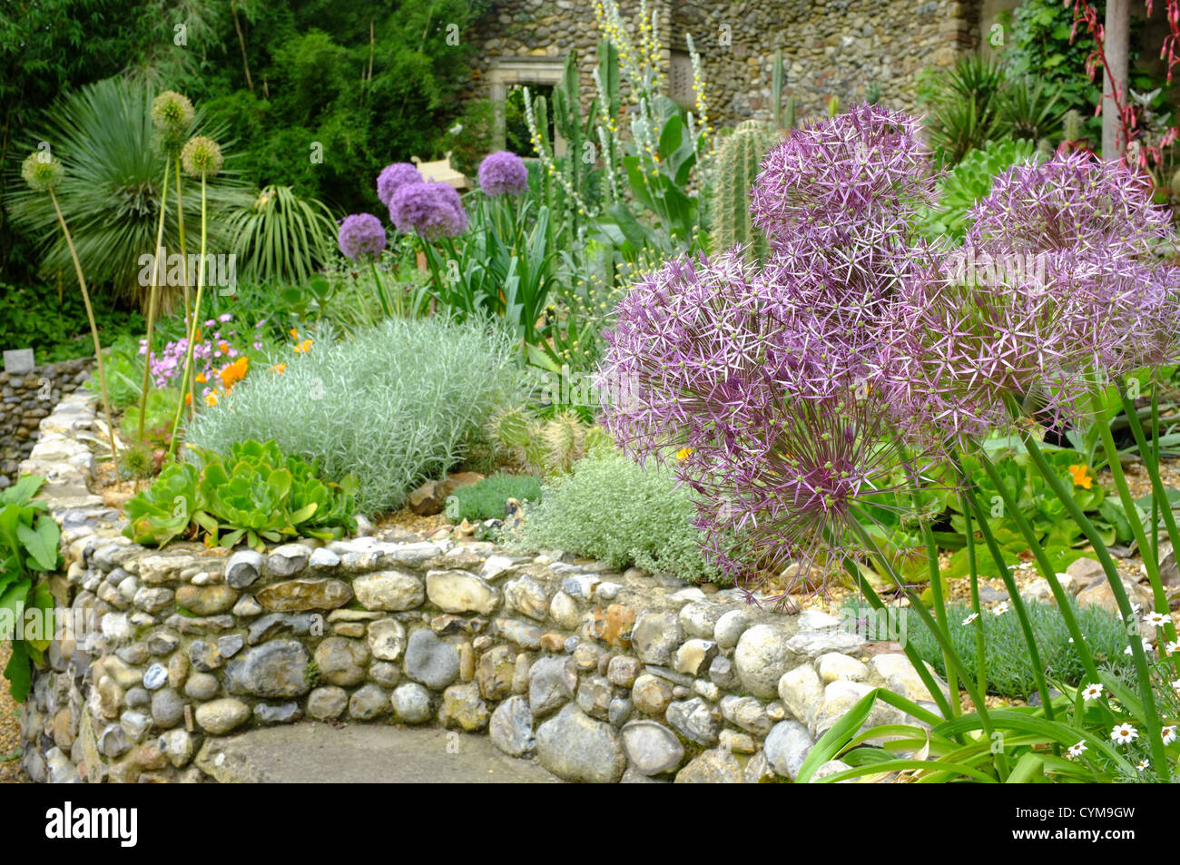 Allium cristophii étoile de Perse - Close up detail de fleurs Banque D'Images