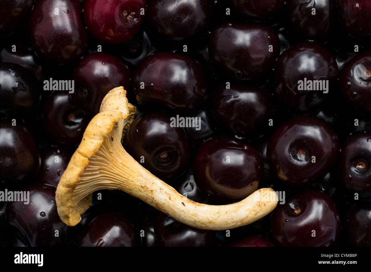 Chanterelle mushroom avec cerises Banque D'Images