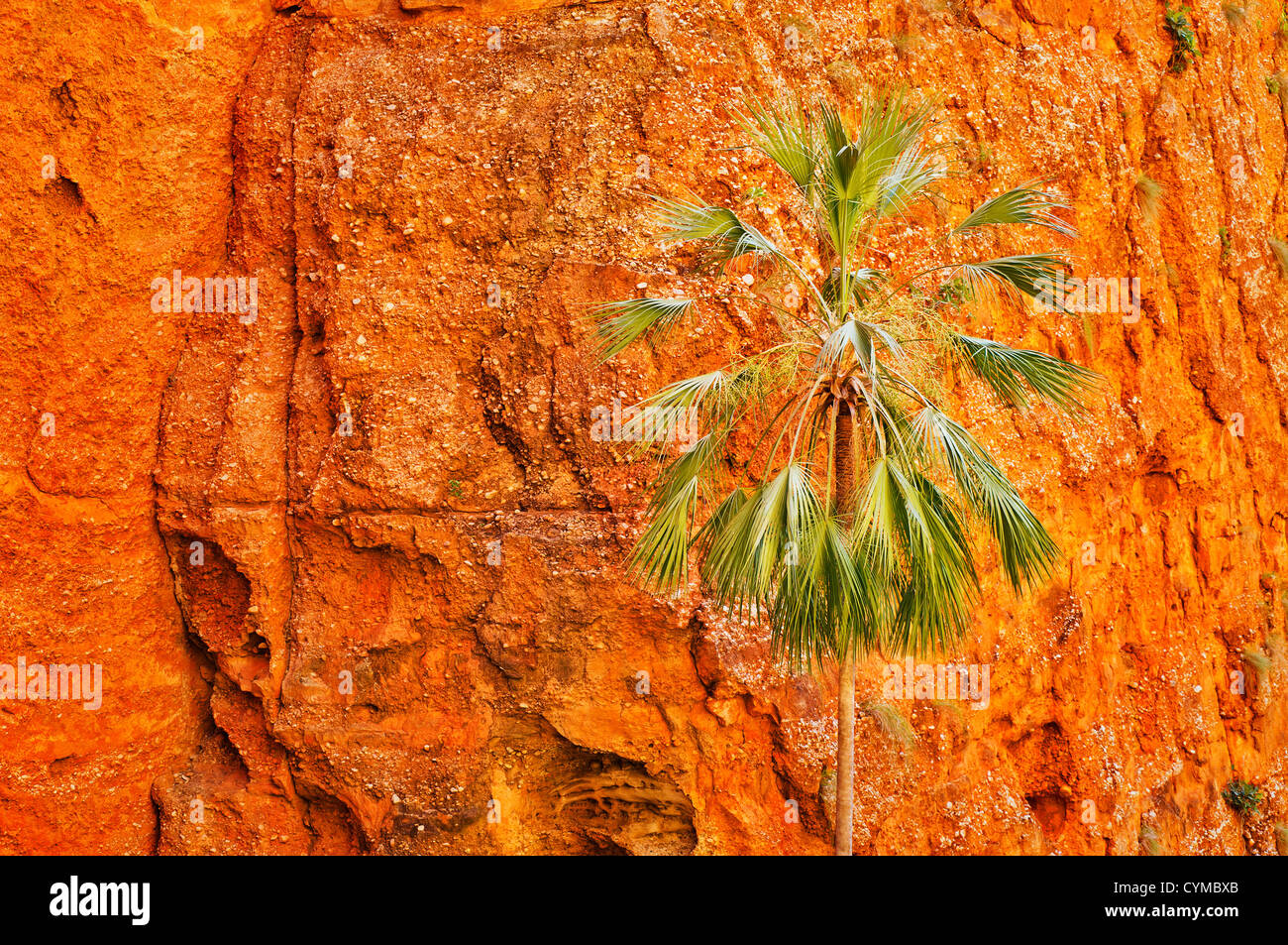 Rares espèces de palmiers dans la gorge de Mini Palms, qui fait partie du parc national de Purnululu classé au patrimoine mondial. Banque D'Images