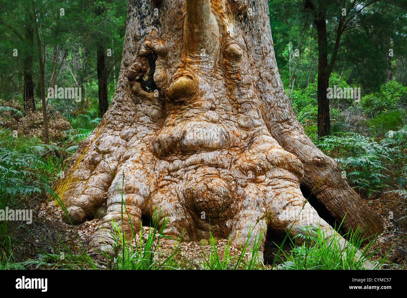 Face à un ancien arbre de Tingle rouge dans la vallée des géants. Banque D'Images
