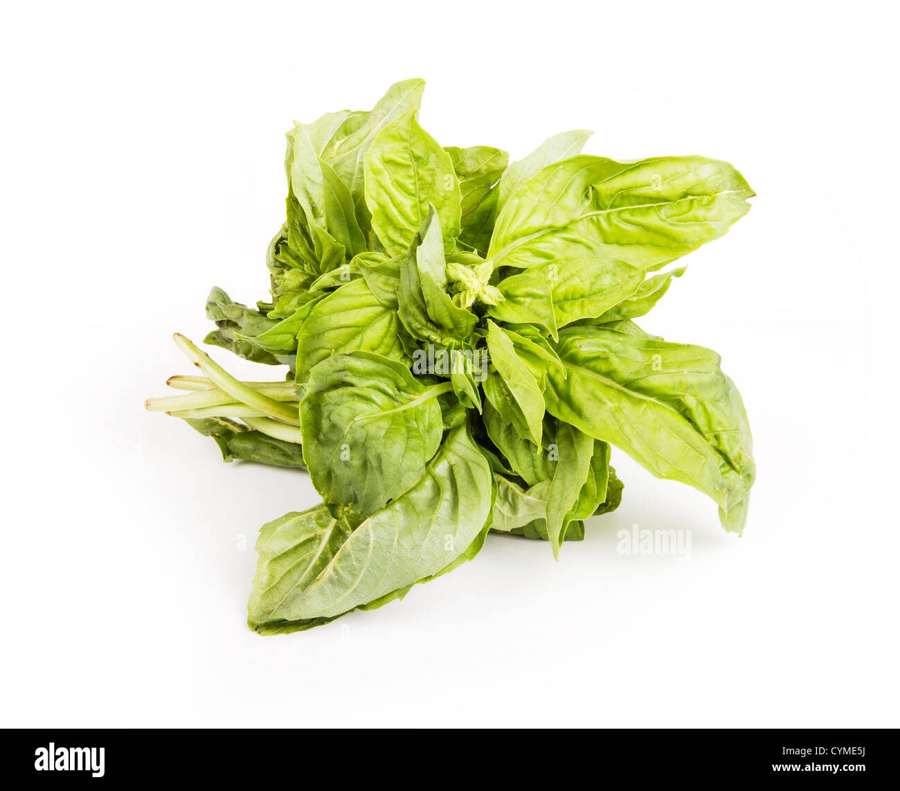 Petit paquet de légumes verts à feuilles de basilic Banque D'Images