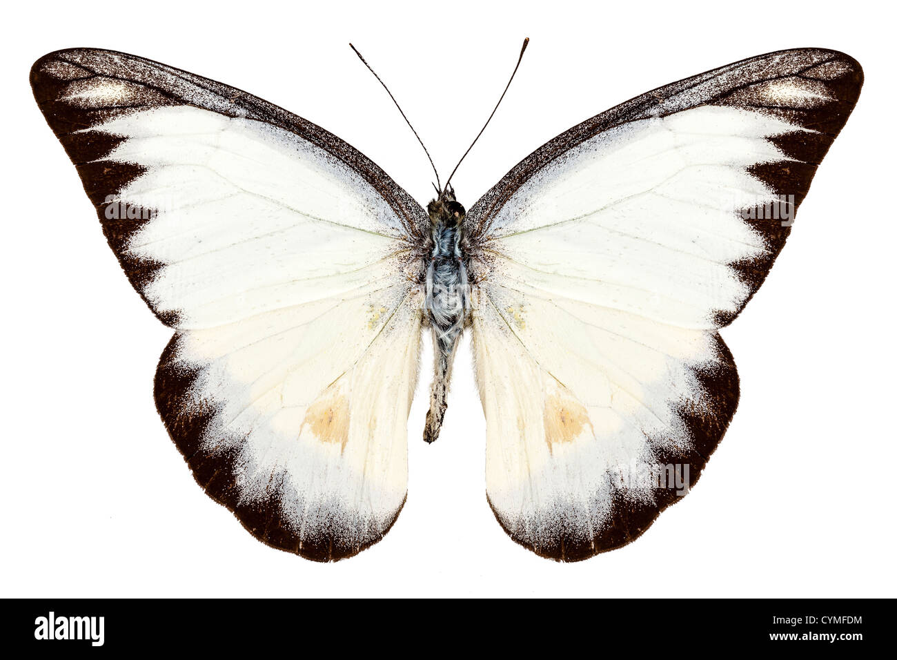 Appias lyncida espèce de papillon blanc isolé sur fond blanc Banque D'Images
