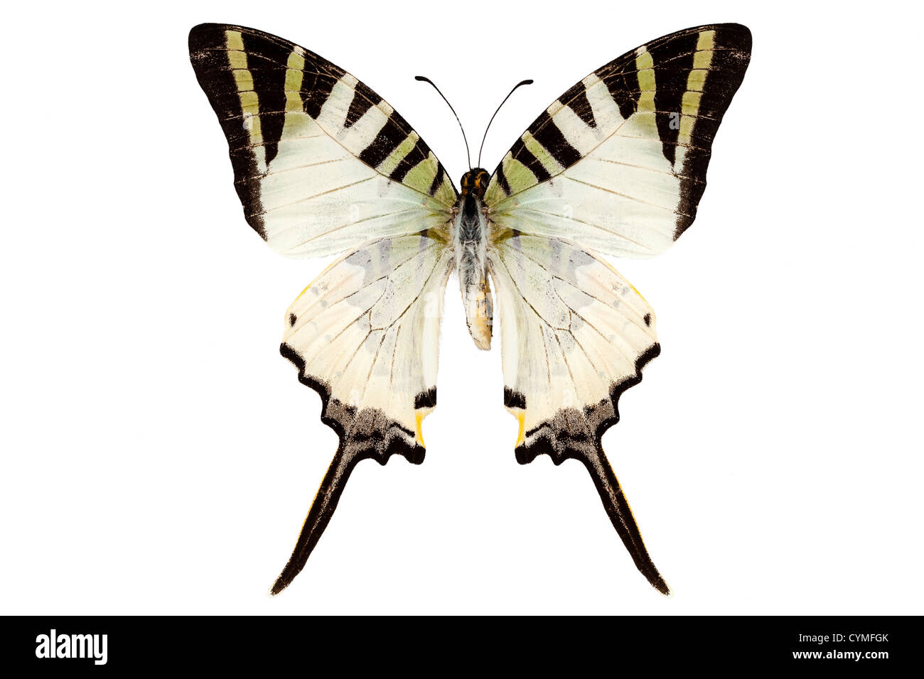 Espèces de papillons Graphium antiphates isolé sur fond blanc Banque D'Images