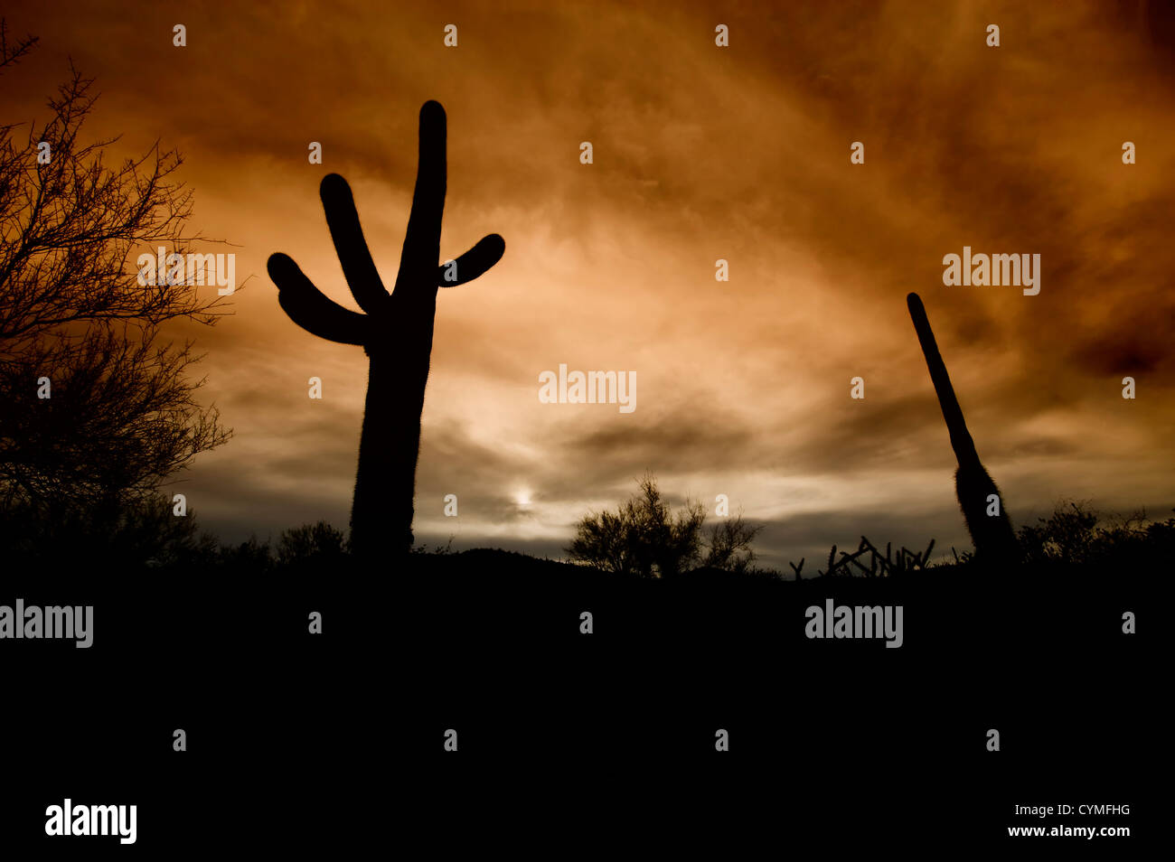 Saguaro cactus et autres plantes du désert découpé sur un ciel nuageux au coucher du soleil. Banque D'Images