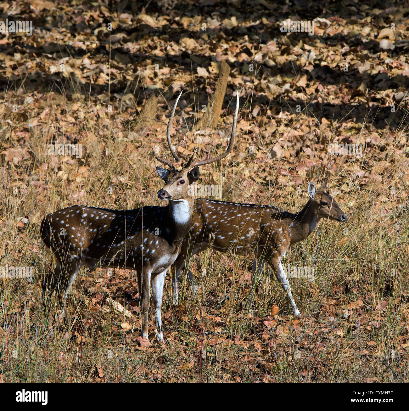 La paire de deer va sur le bois. Bandhavgarh. L'Inde. Banque D'Images