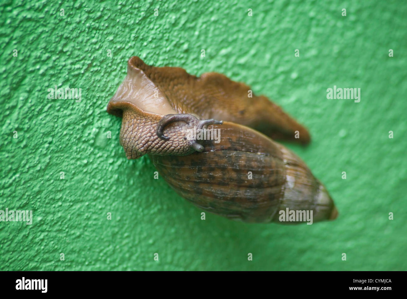 Escargots arboricoles du Costa Rica sur un mur vert. Banque D'Images