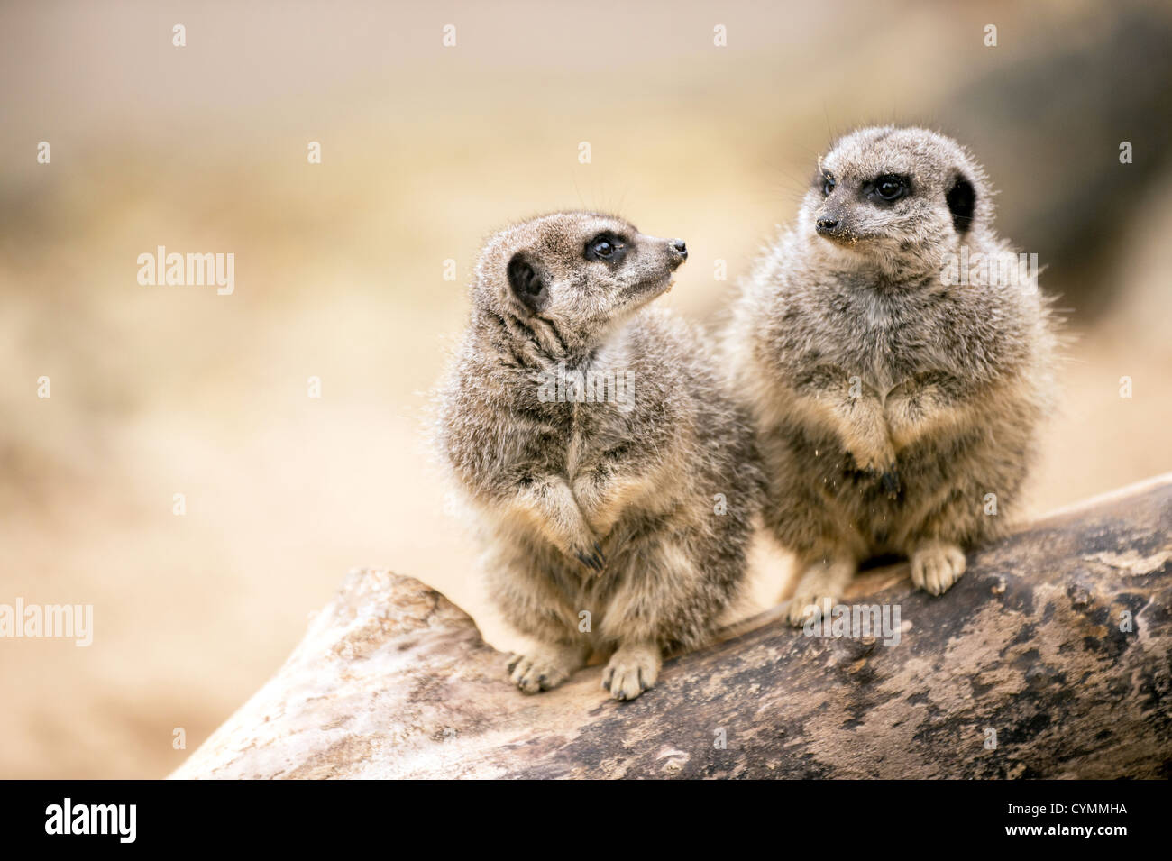 Deux suricates assis sur une branche Banque D'Images