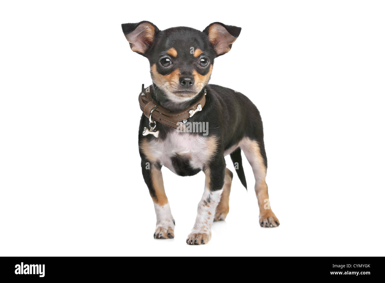 Chihuahua noir et feu Banque de photographies et d'images à haute  résolution - Alamy