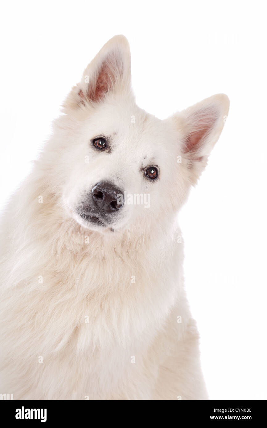 Chien de Berger Blanc devant un fond blanc Banque D'Images