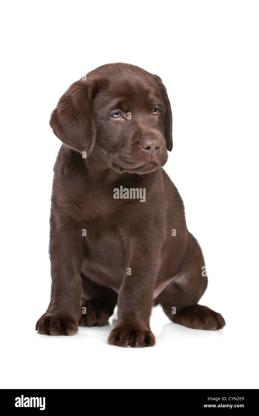 Chiot labrador chocolat devant un fond blanc Banque D'Images