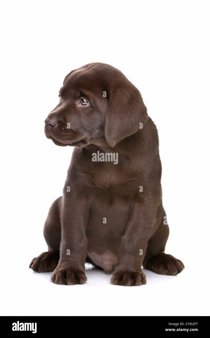 Chiot labrador chocolat devant un fond blanc Banque D'Images
