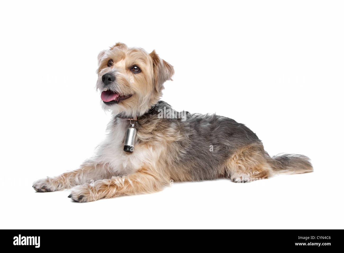 Mixed breed dog,yorkshire terrier,maltese Banque D'Images