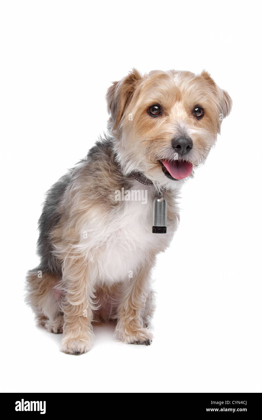 Mixed breed dog,yorkshire terrier,maltese Banque D'Images