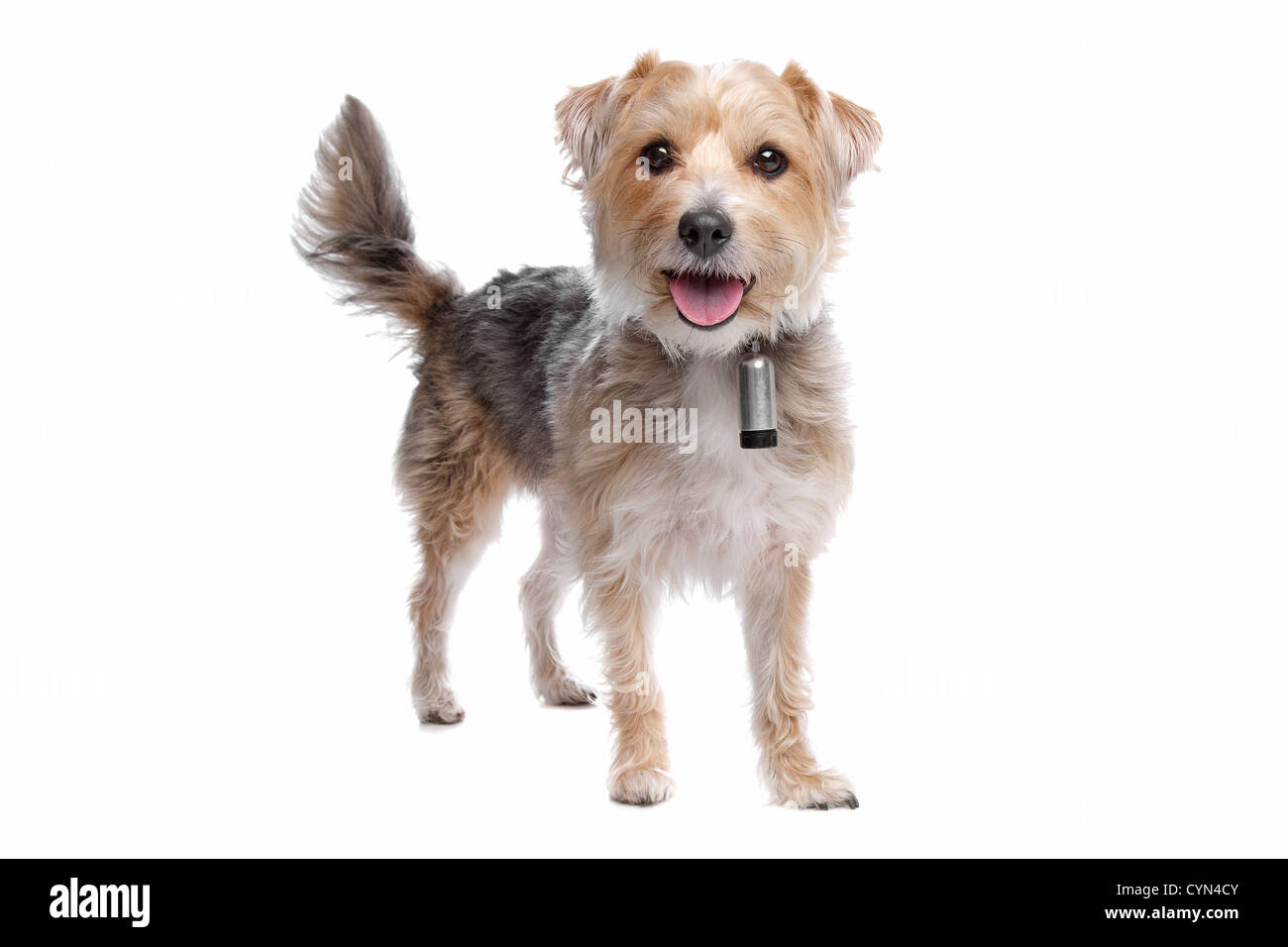 Mixed breed dog,yorkshire terrier,maltese Banque D'Images