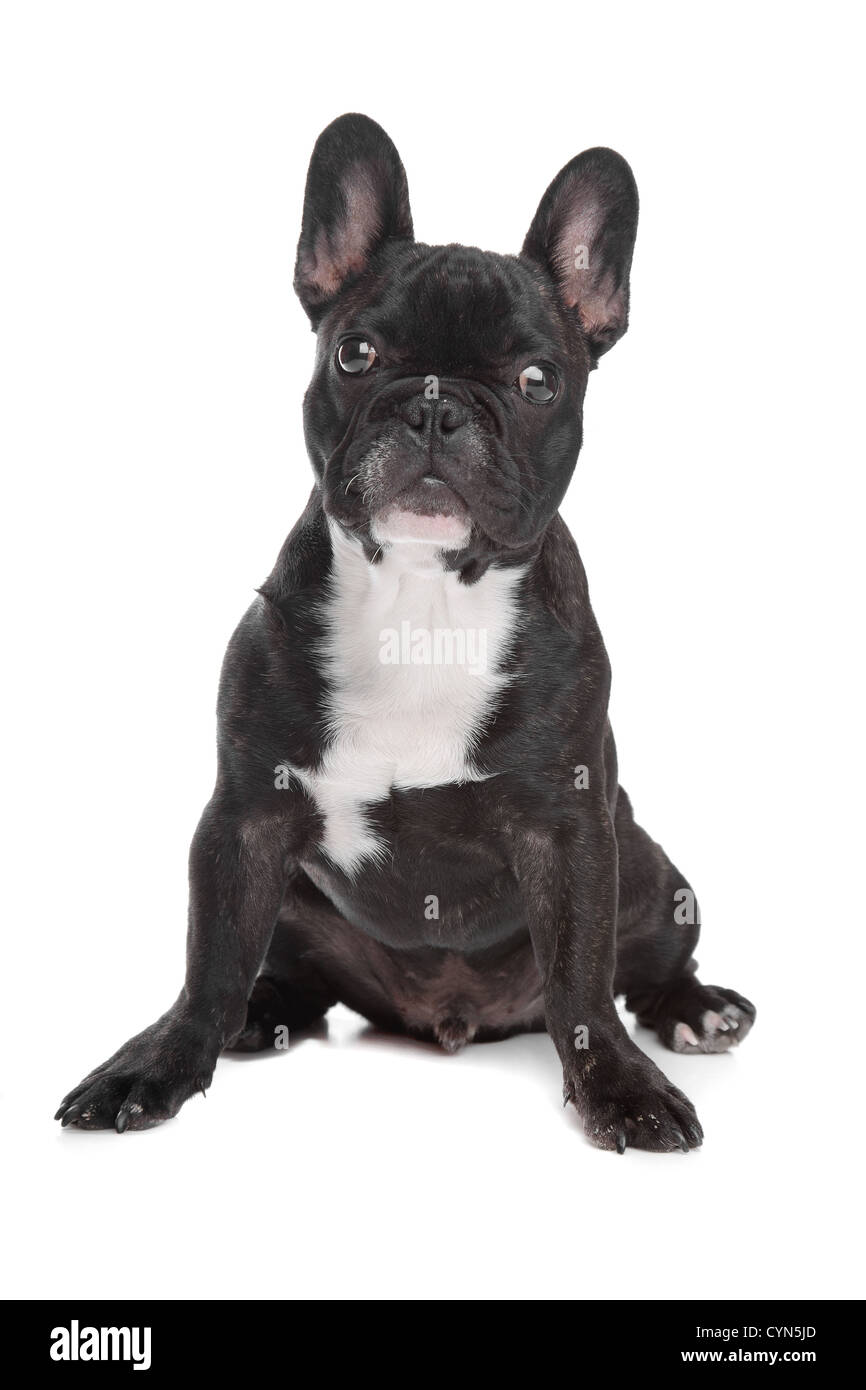 Black and white french bulldog Banque de photographies et d images