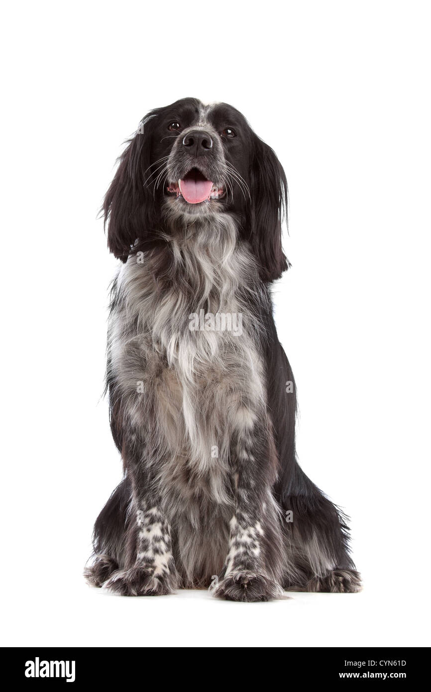 Mixed breed dog.border collie, cocker anglais in front of white Photo Stock  - Alamy