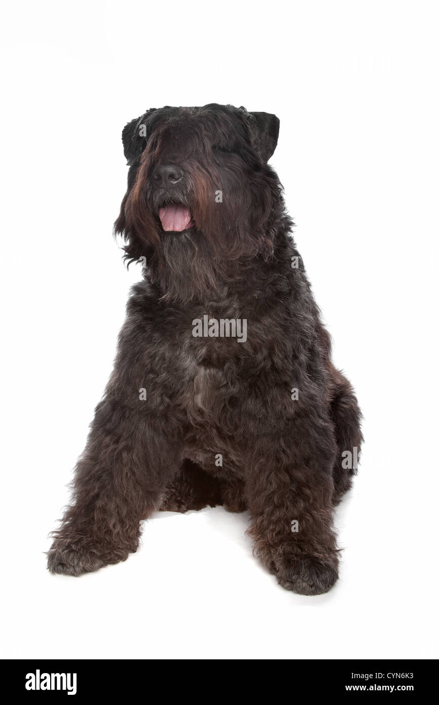 Bouvier des Flandres devant un fond blanc Banque D'Images