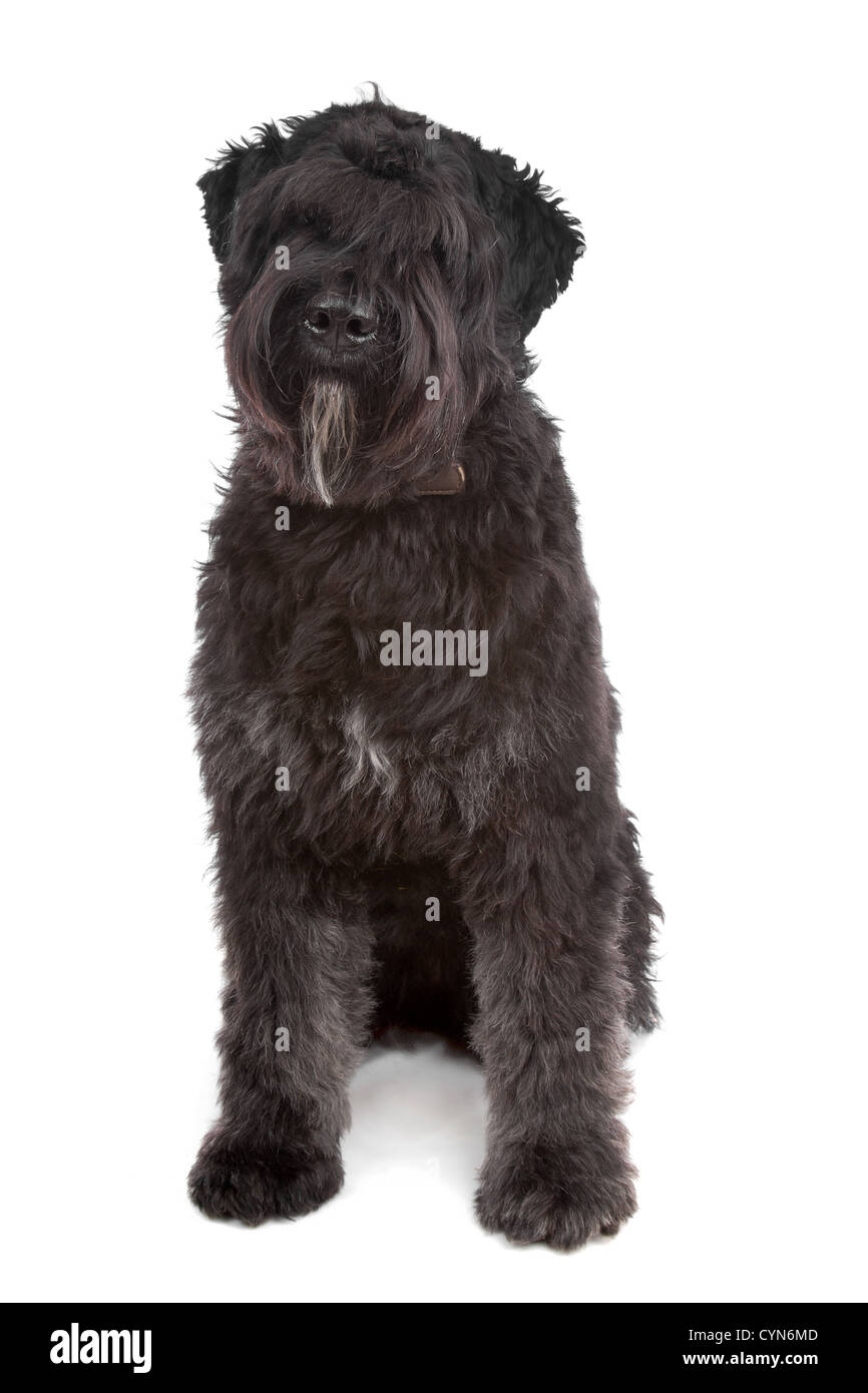 Bouvier des Flandres devant un fond blanc Banque D'Images