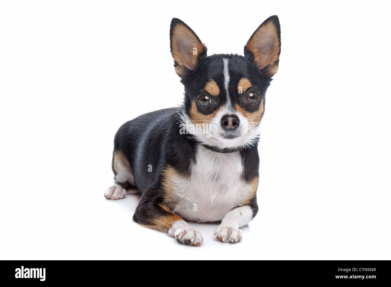 Chihuahua tricolore Banque de photographies et d'images à haute résolution  - Alamy