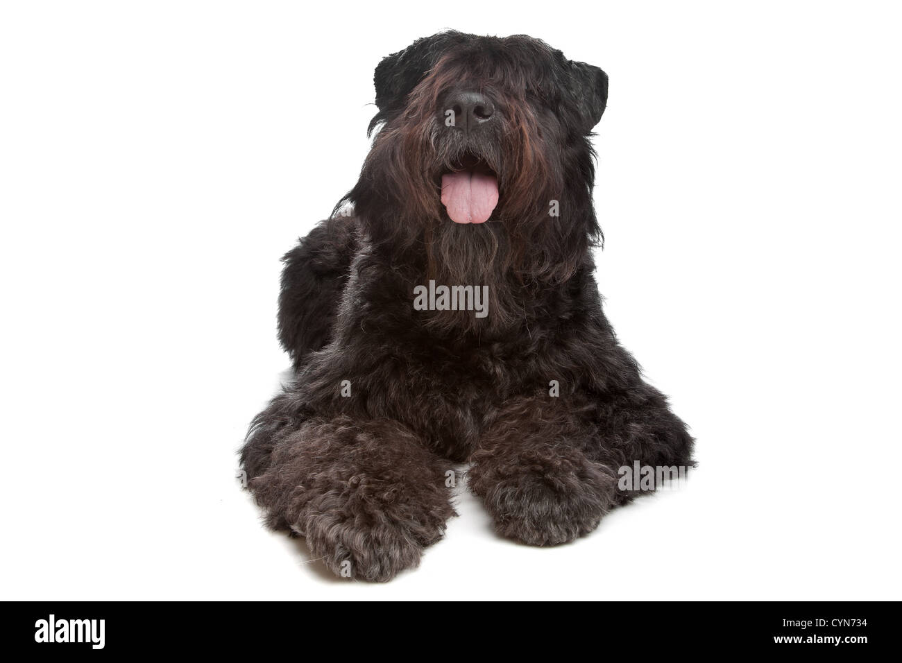 Bouvier des Flandres devant un fond blanc Banque D'Images