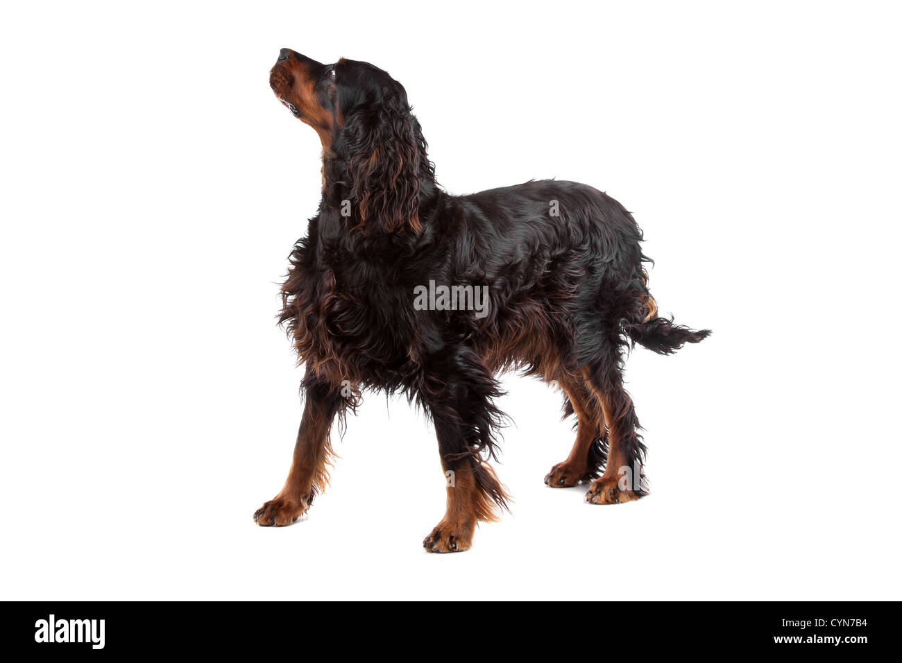 Chien Setter Irlandais et permanent à l'avant, sur un fond blanc Banque D'Images