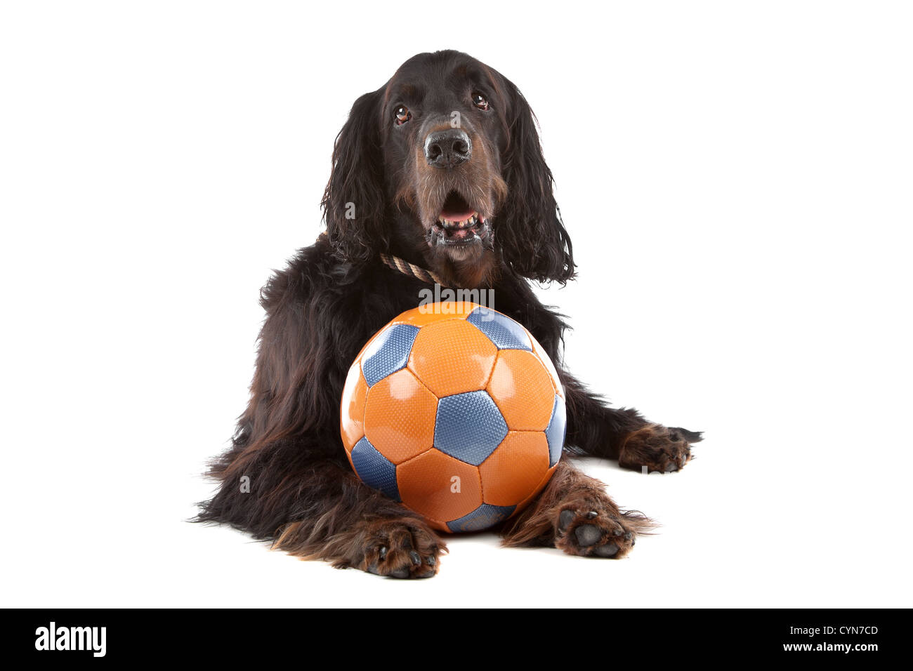 Vue avant du chien Setter Irlandais avec une balle, couchée, sur un fond blanc Banque D'Images