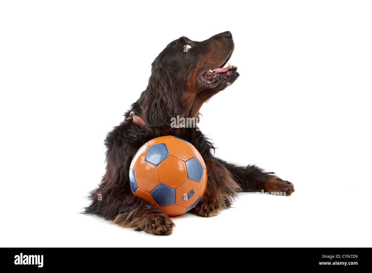 Vue avant du chien Setter Irlandais avec une balle, couchée, sur un fond blanc Banque D'Images