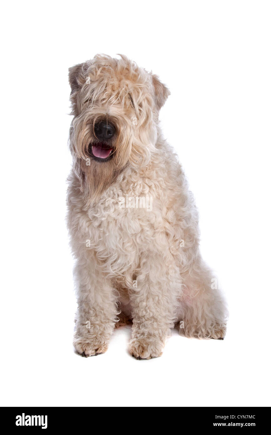 Wheaten Terrier dog sitting isolé sur fond blanc Banque D'Images