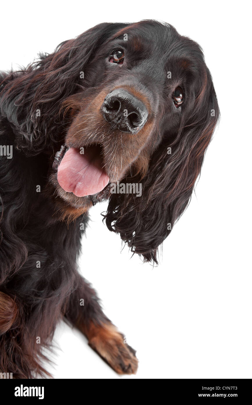 Vue avant du chien Setter Irlandais sur fond blanc Banque D'Images