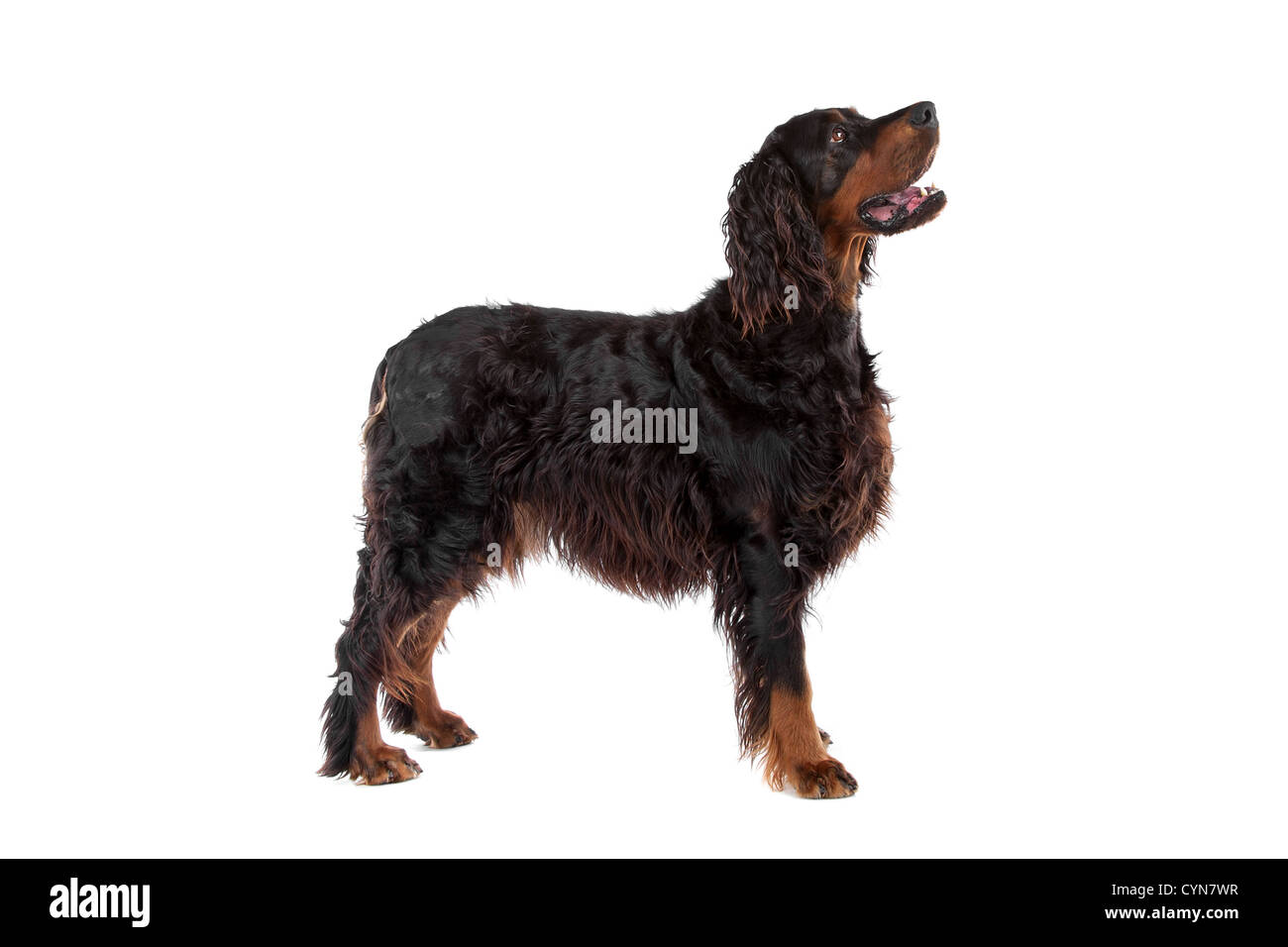 Profil de chien Setter Irlandais à haut, sur un fond blanc Banque D'Images