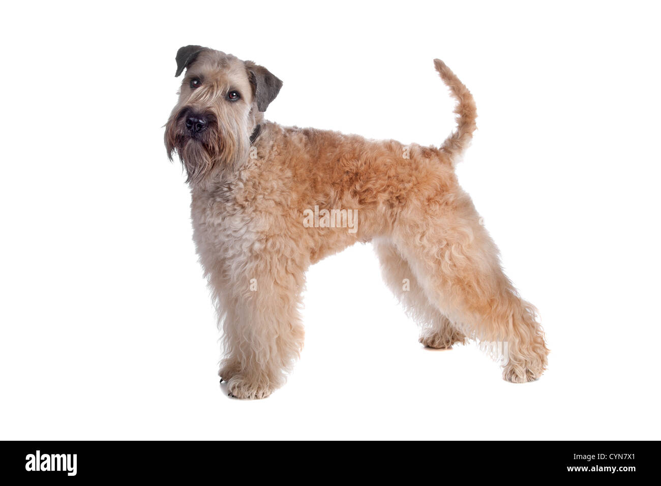 Wheaten Terrier chien, isolé sur fond blanc Banque D'Images