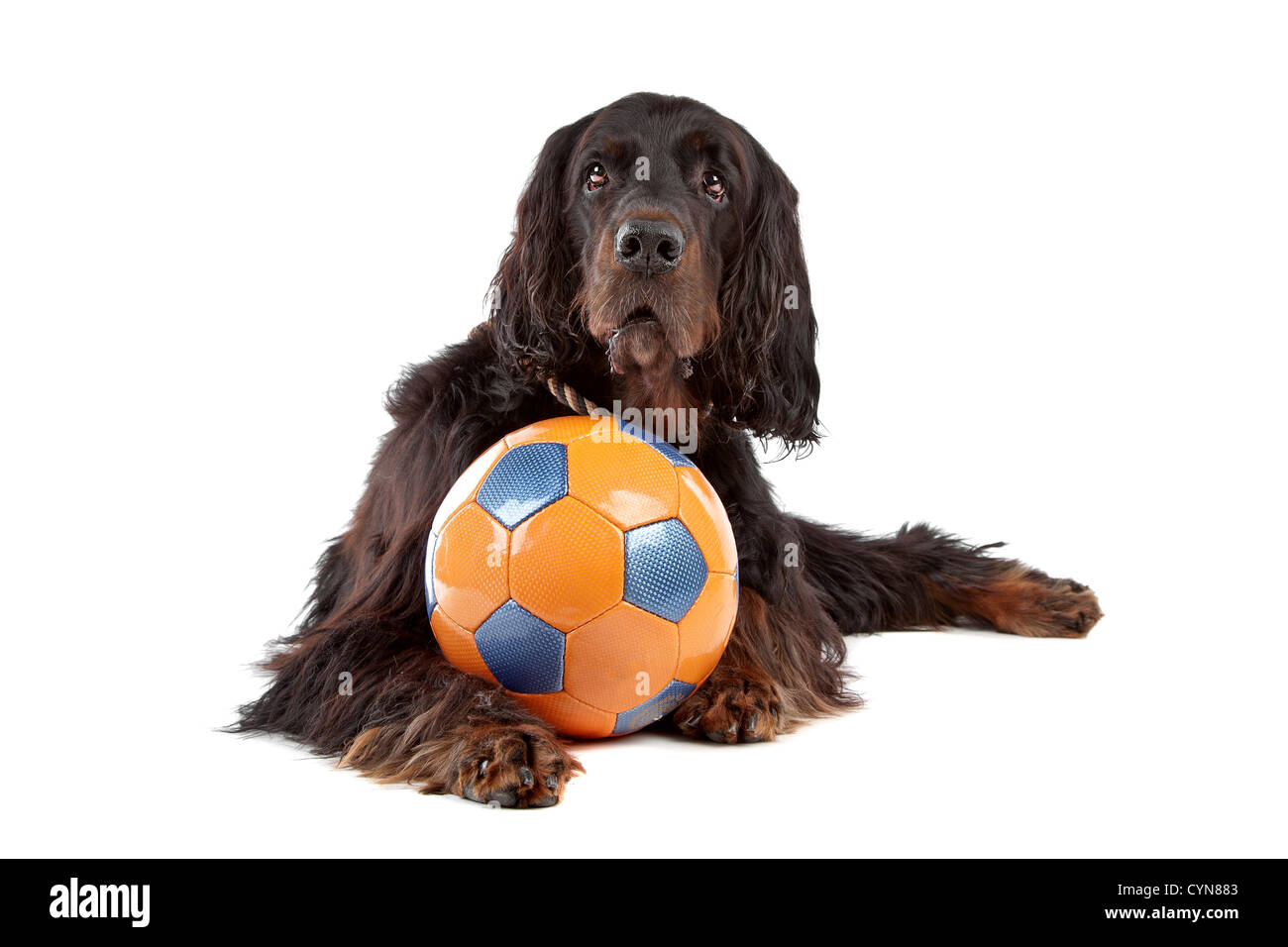 Vue avant du chien Setter Irlandais avec une balle, couchée, sur un fond blanc Banque D'Images