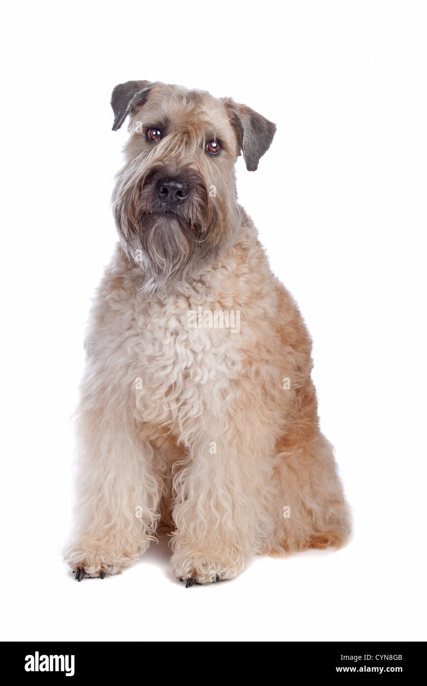 Wheaten Terrier dog sitting, isolé sur fond blanc Banque D'Images