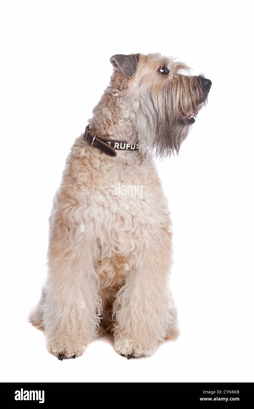 Wheaten Terrier dog sitting, dog looking sideways isolé sur fond blanc Banque D'Images