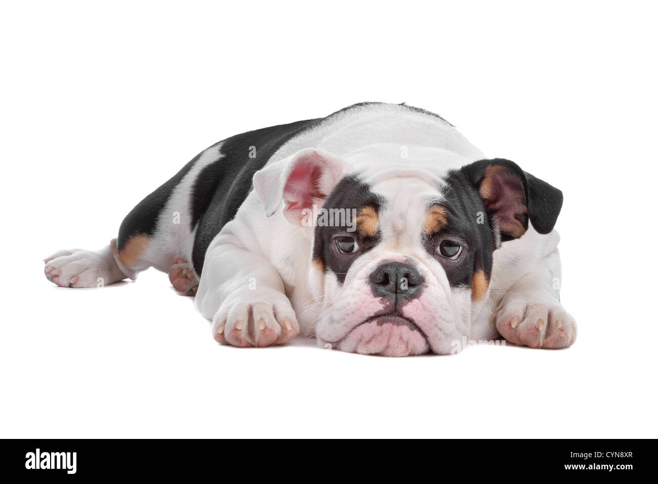 Bulldog anglais couché, isolé sur fond blanc Photo Stock - Alamy