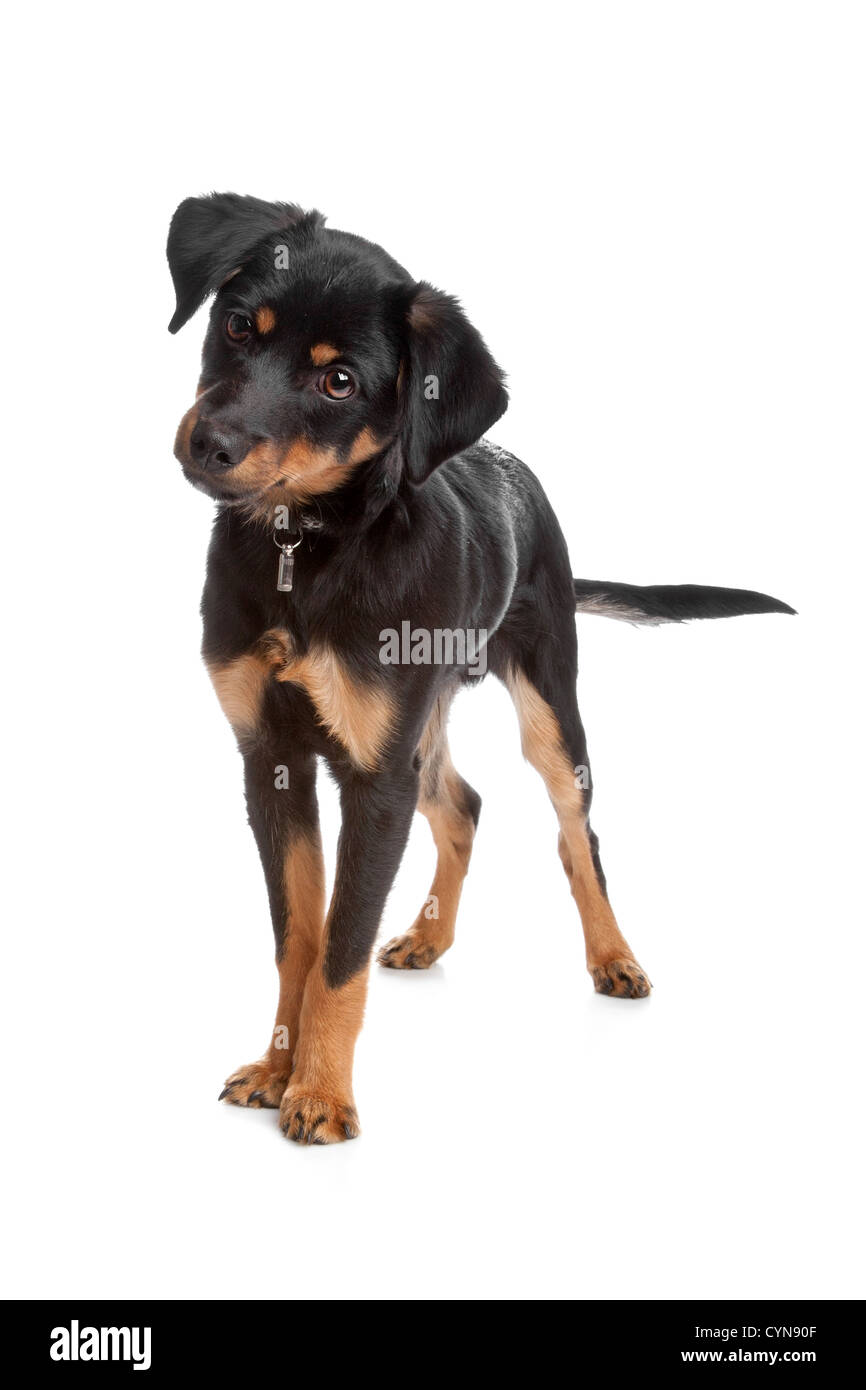 Vue avant du chiot de race mixte, permanent isolé sur fond blanc Banque D'Images