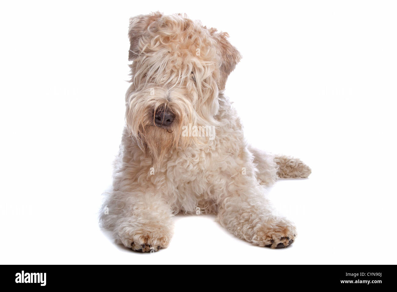 Wheaten Terrier dog lying, isolé sur fond blanc Banque D'Images