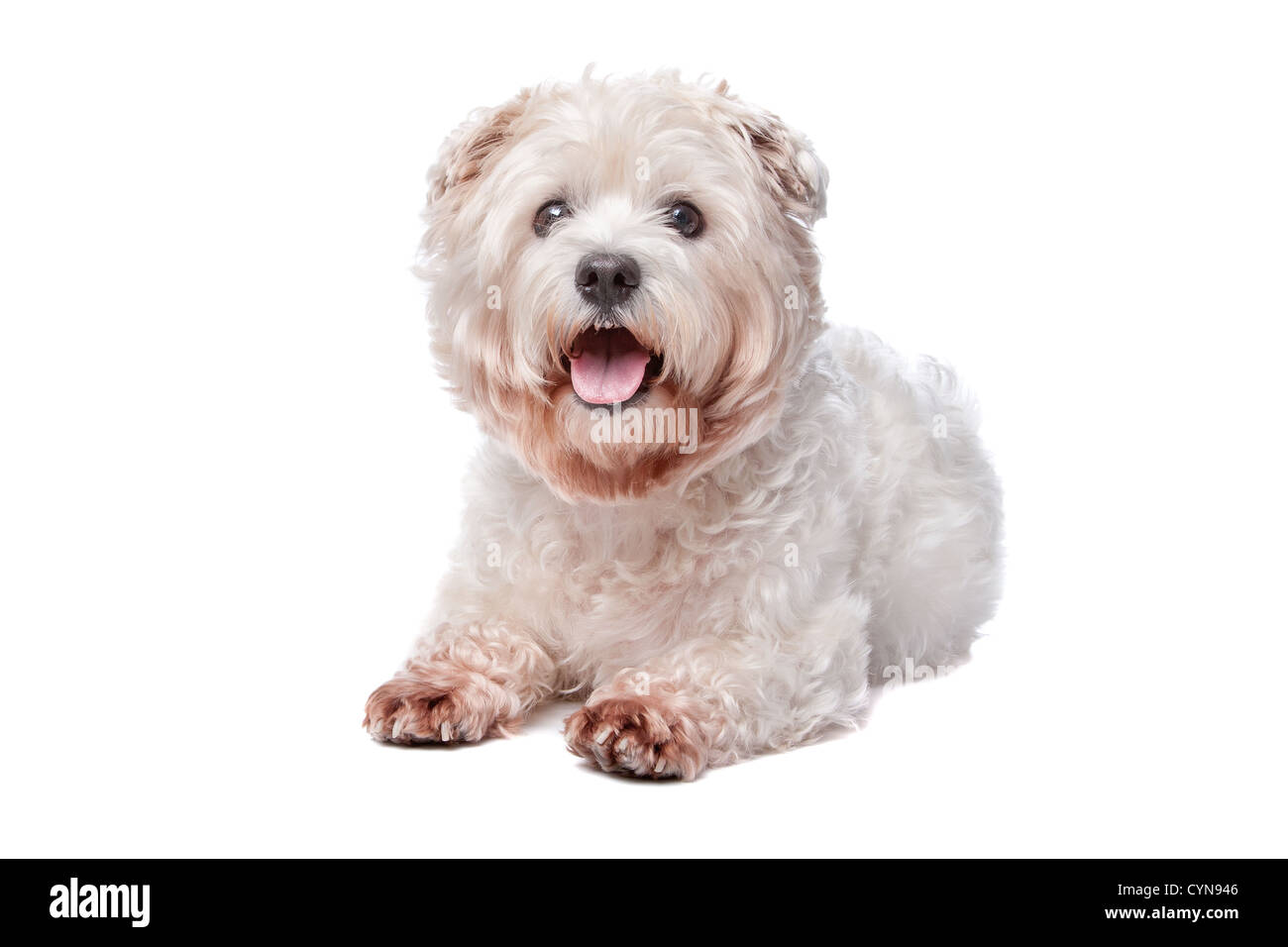 West Highland White Terrier in front of white background Banque D'Images