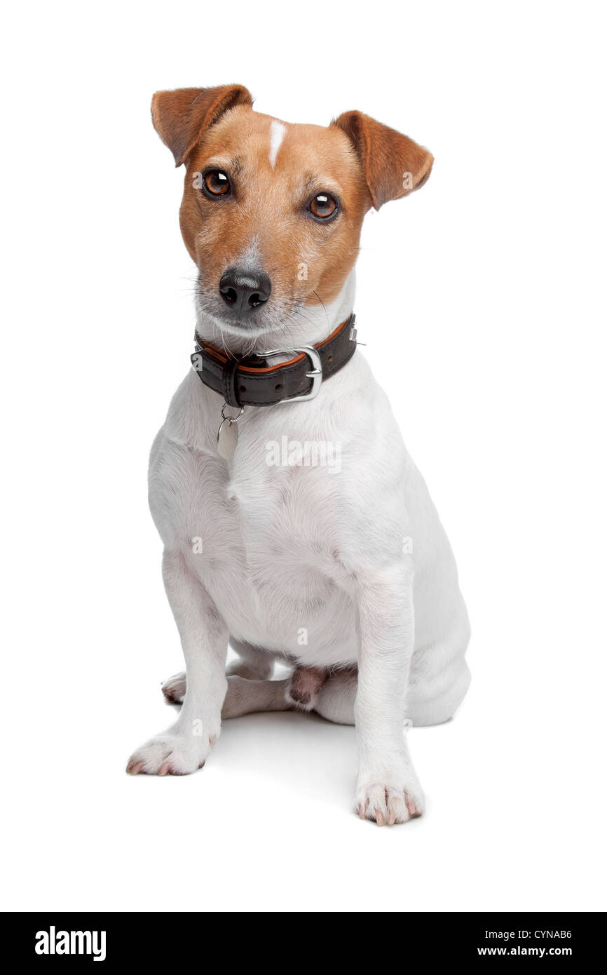 Jack Russel terrier Banque D'Images