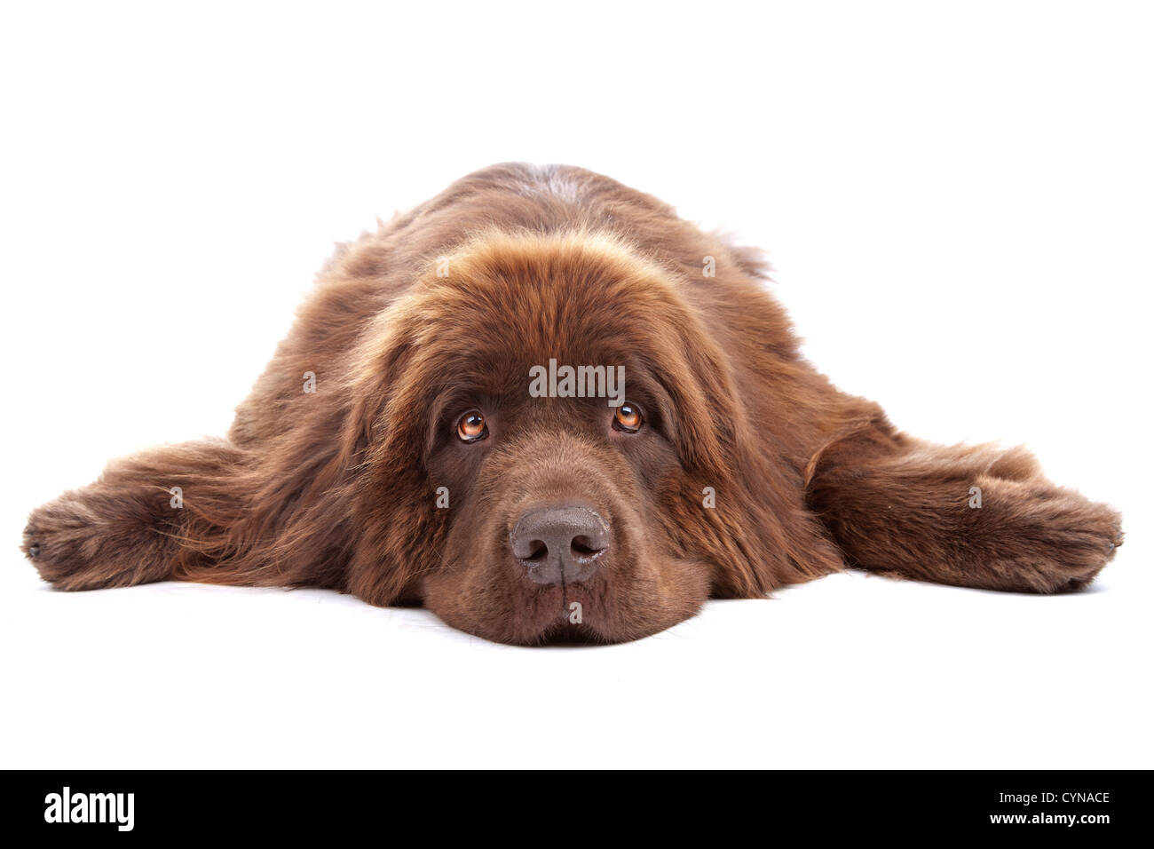 Chien Terre Neuve Brun Banque D Image Et Photos Alamy