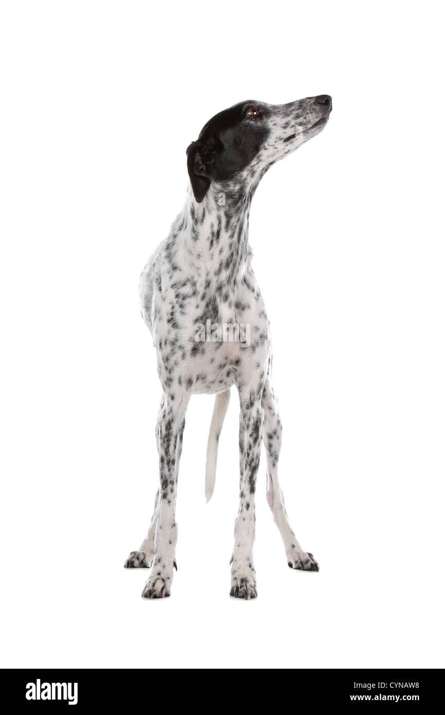 Chien Lévrier Blanc Taché De Noir Isolé Sur Fond Blanc