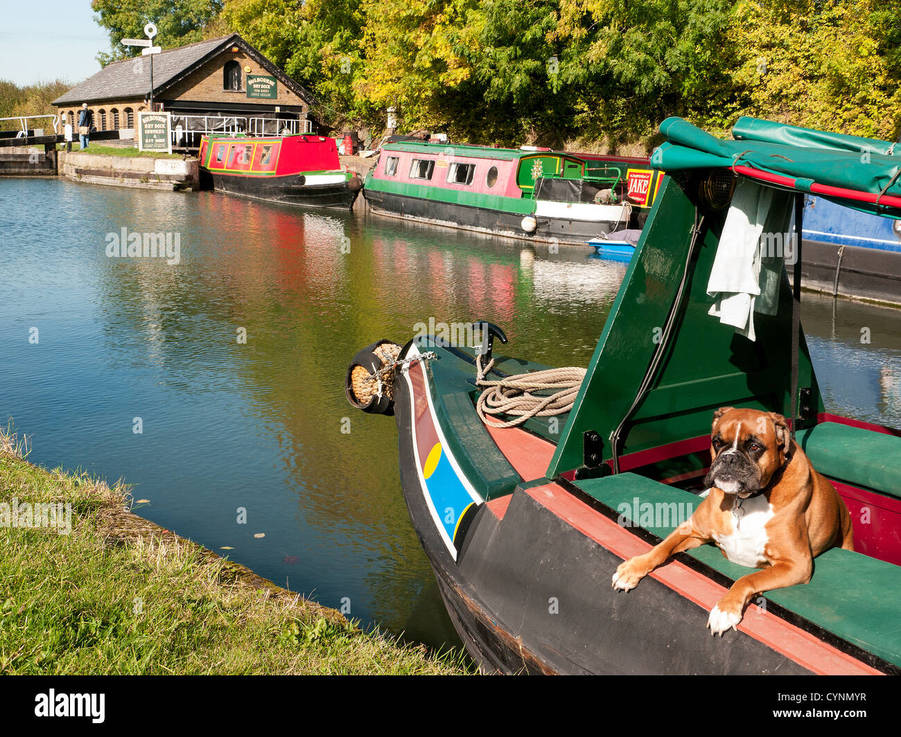 Bateaux étroits à Bulbourne dry dock et importateurs de voitures sur le Grand Union Canal à Marsworth, Buckinghamshire, UK avec un chien Boxer blanc et marron Banque D'Images