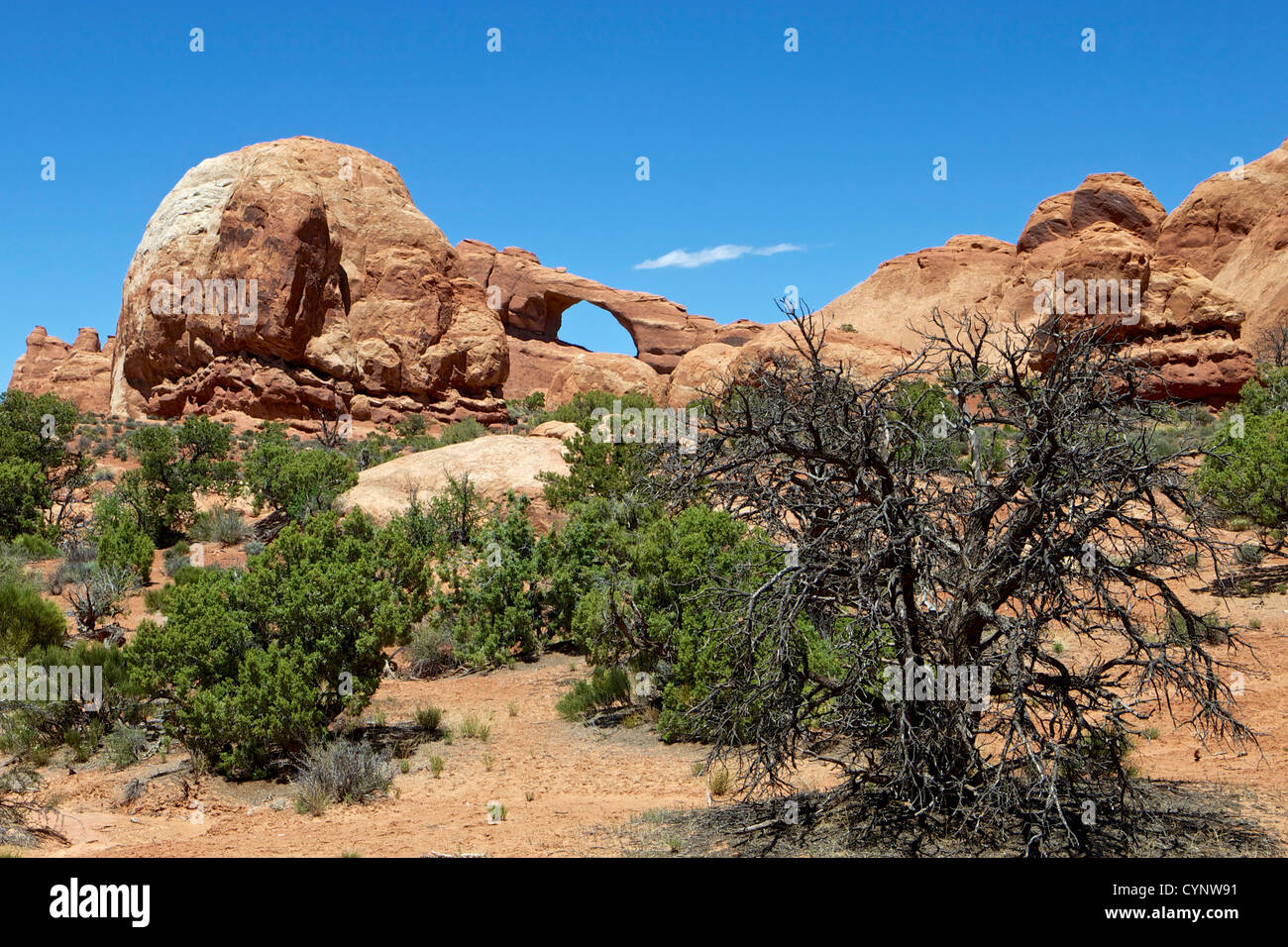 Genévrier de l'Utah en face de Skyline Arch dans Arches National Park, Utah Banque D'Images