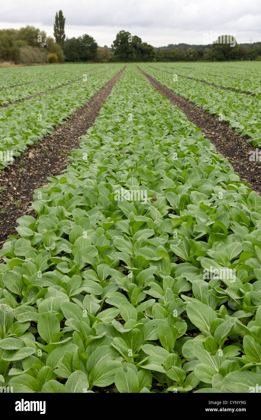 Un champ de commercialement pak choi Banque D'Images