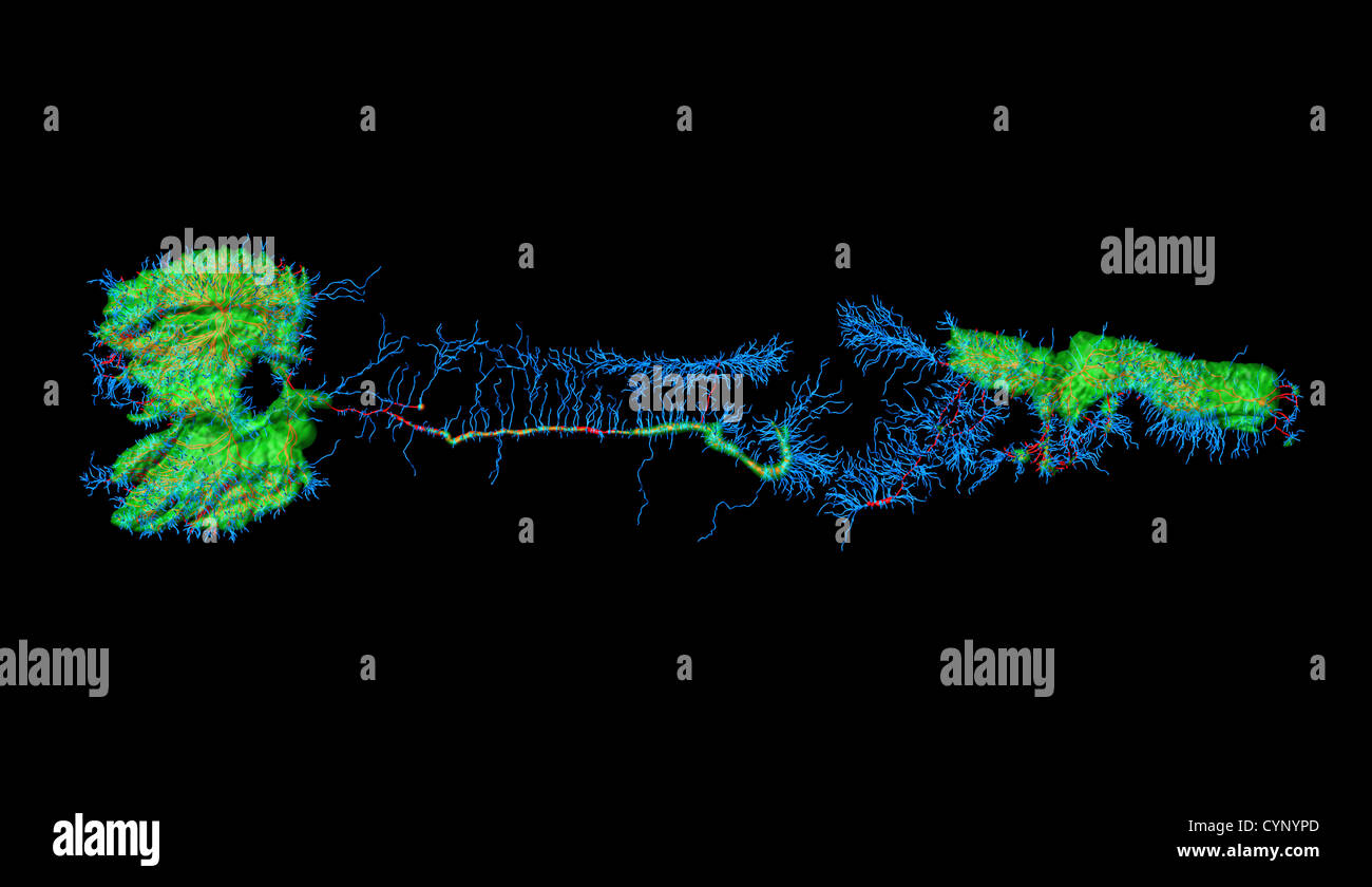 Les neurones de Caenorhabditis elegans, un ver rond transparent (nématodes), environ 1 mm de longueur. Banque D'Images