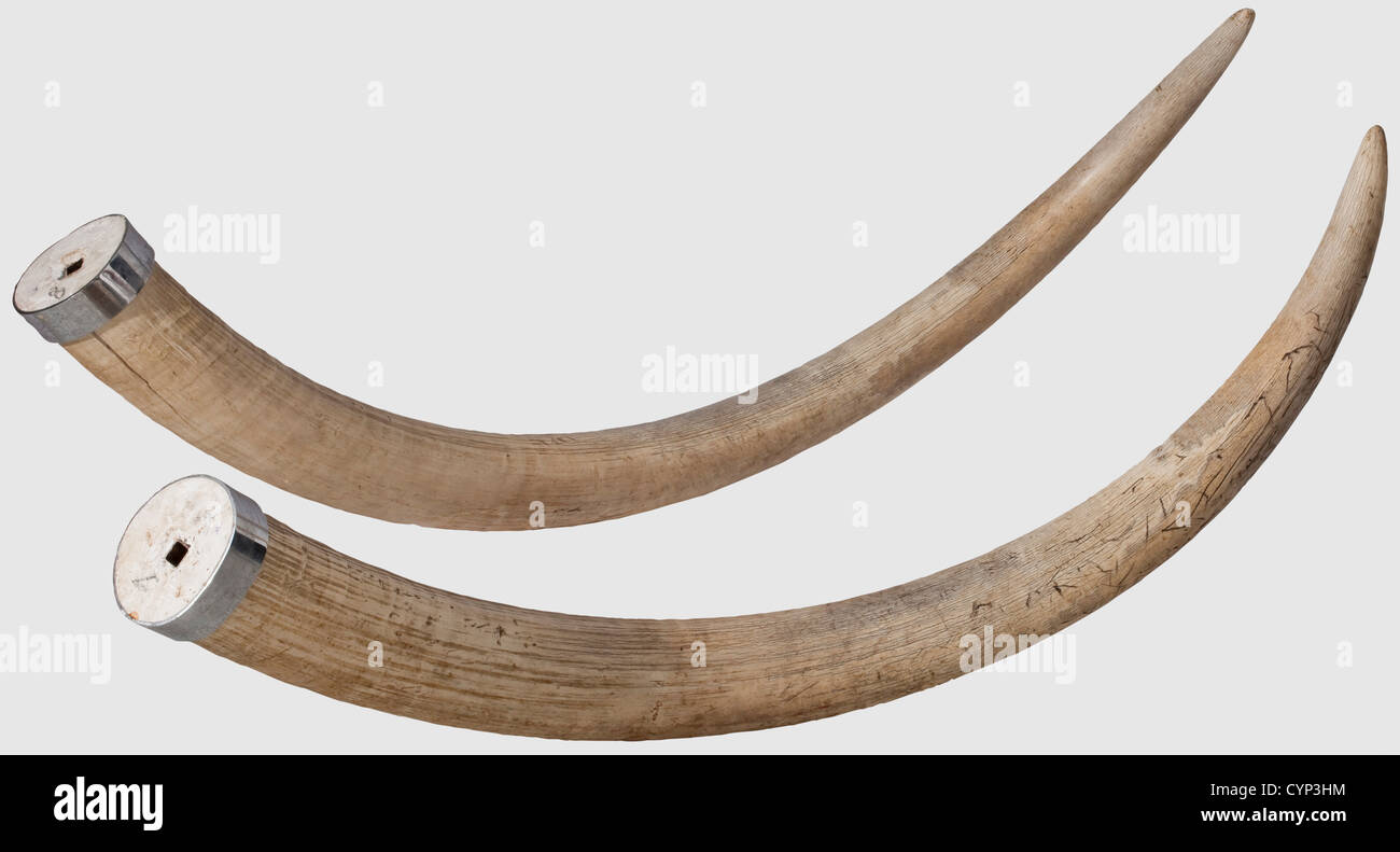 Une paire de défenses d'éléphant, Afrique, 20e siècle. Une paire impressionnante de défenses d'un éléphant d'Afrique (Loxodonta africana). Les deux dents présentant des fissures de retrait et de légères marques de contrainte dans la troisième section supérieure qui se sont développées pendant la durée de vie de l'animal. Les extrémités inférieures sont renforcées par des anneaux en fer chromé et remplies de plâtre avec des réceptables pour barres quadrilaculaires. Longueurs 208 et 218 cm, poids 34 et 34.1 kg. Avec certificat CITES,historique,historique,chasse,chasse,chasse,ustensile,équipement,ustensiles,trophées,objet,objets,photos,clip,droits additionnels-Clearences-non disponible Banque D'Images