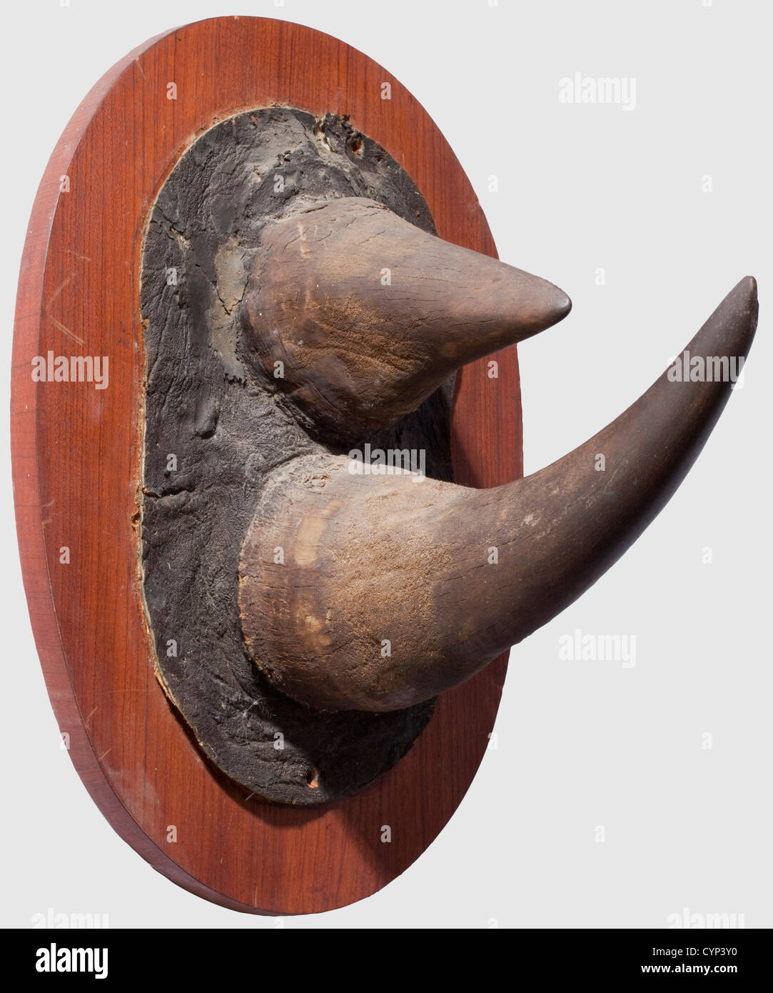 Une paire de cornes de rhinocéros, Afrique, 20e siècle. Magnifique paire de cornes d'un rhinocéros noir (Diceros bicornis) avec une partie de la peau de l'animal. Monté sur un panneau ovale plaqué. La peau fixée à la base avec du linge collé, légèrement fissurée et réparée. Longueur 41 cm (grand cornet) et 22 cm (petit cornet), poids total environ 4 kg. Certificat CITES, historique, historique, chasse, chasse, chasse, ustensile, équipement, ustensiles, trophées, objet, objets, alambics, coupure, coupures, droits additionnels-Clearences-non disponible Banque D'Images