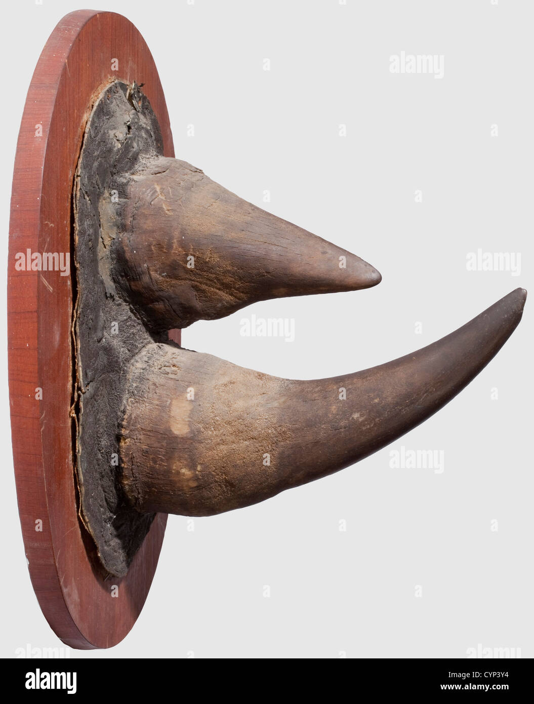 Une paire de cornes de rhinocéros, Afrique, 20e siècle. Magnifique paire de cornes d'un rhinocéros noir (Diceros bicornis) avec une partie de la peau de l'animal. Monté sur un panneau ovale plaqué. La peau fixée à la base avec du linge collé, légèrement fissurée et réparée. Longueur 41 cm (grand cornet) et 22 cm (petit cornet), poids total environ 4 kg. Certificat CITES, historique, historique, chasse, chasse, chasse, ustensile, équipement, ustensiles, trophées, objet, objets, alambics, coupure, coupures, droits additionnels-Clearences-non disponible Banque D'Images